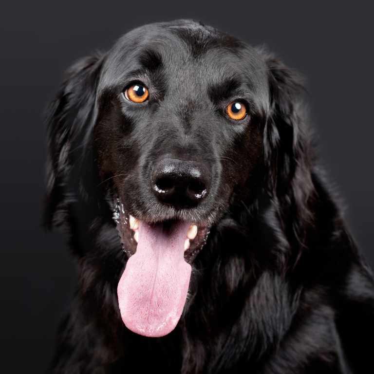 AANIFEIRA QUADRADO (17)