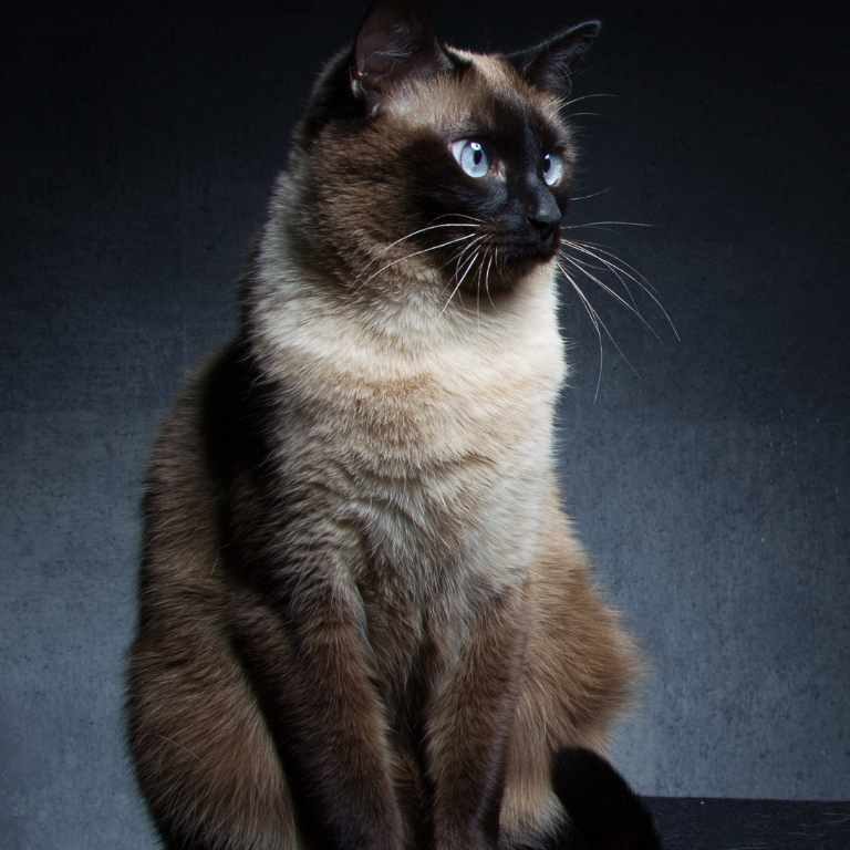 AANIFEIRA QUADRADO (2)